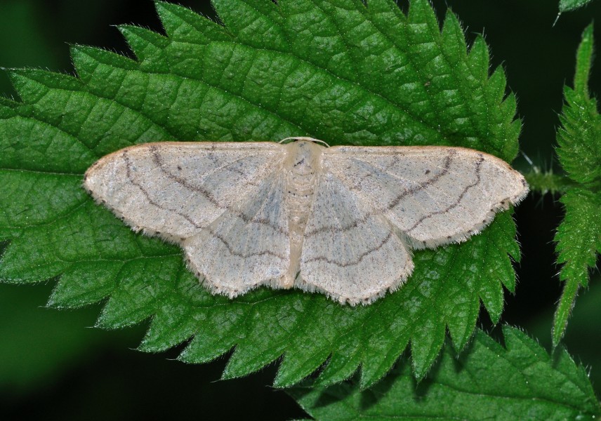 Idaea aversata qtl1