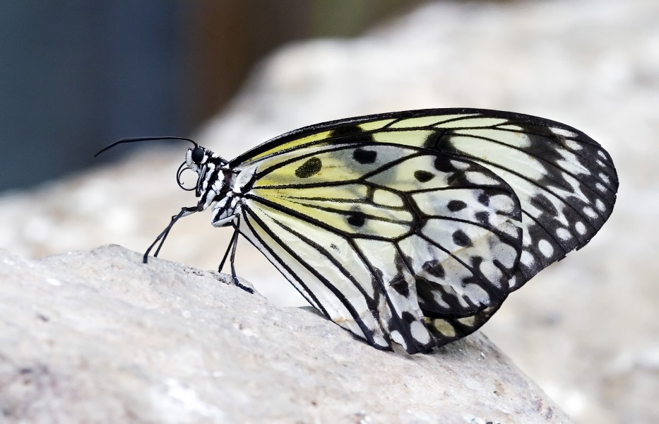 Idea electra (Electra's tree nymph) at Butterfly Arc, Montegrotto Terme, Italy