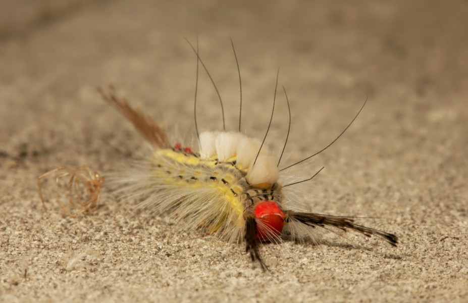IL Caterpillar