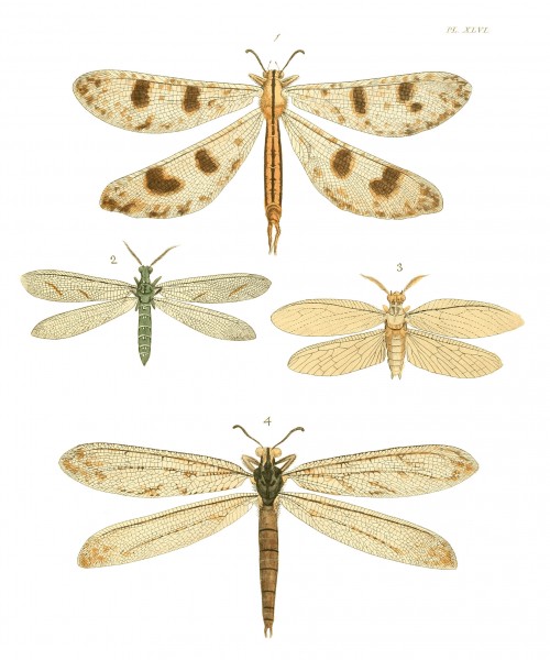 Illustrations of Exotic Entomology I 46