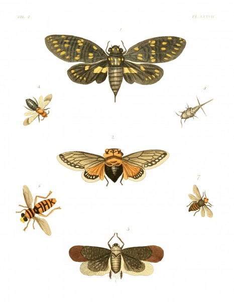 Illustrations of Exotic Entomology II 37