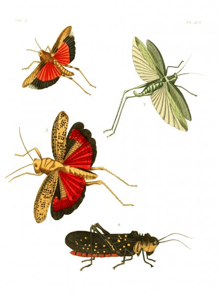 Illustrations of Exotic Entomology II 41