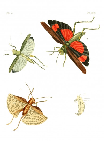 Illustrations of Exotic Entomology II 42