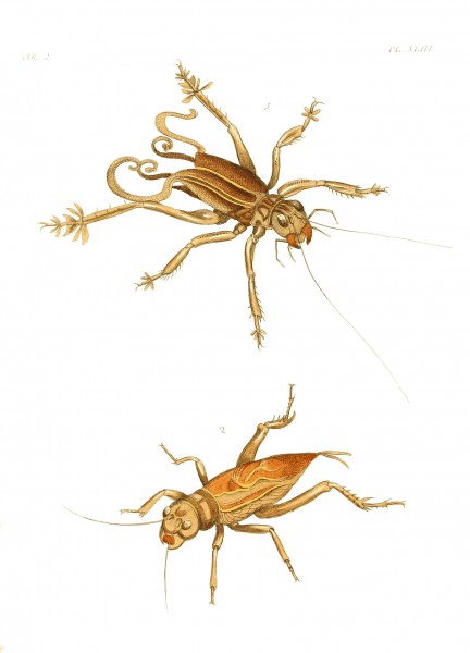 Illustrations of Exotic Entomology II 43