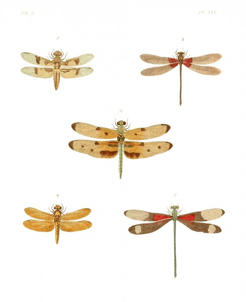 Illustrations of Exotic Entomology II 45