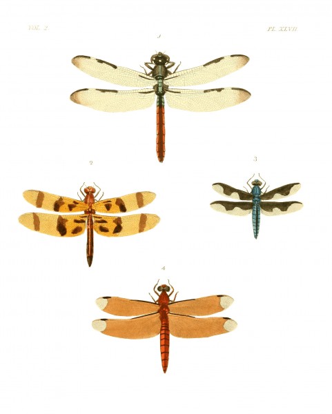 Illustrations of Exotic Entomology II 47
