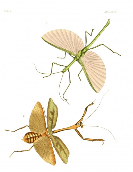 Illustrations of Exotic Entomology II 49