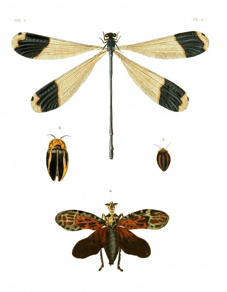 Illustrations of Exotic Entomology III 50
