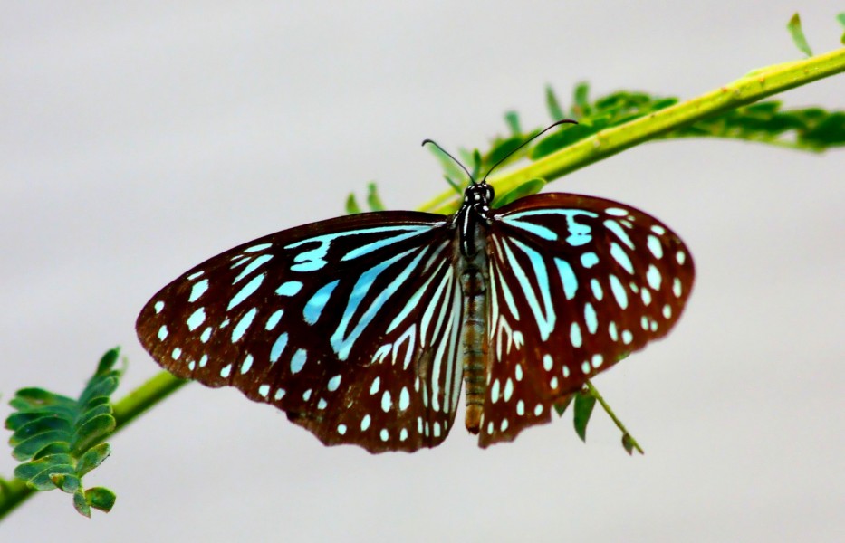 IMG4171 Myanmar Rakhine State Tirumala Gautama Gautama male Sittwé (7176117188)