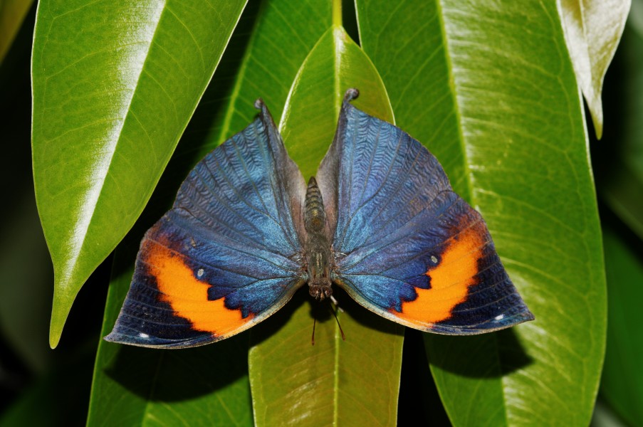 Indian Leaf butterfly (Kallima paralekta)