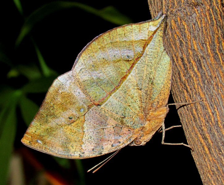Indian Leafwing