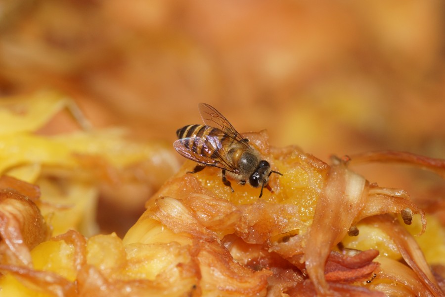 Insect 08354