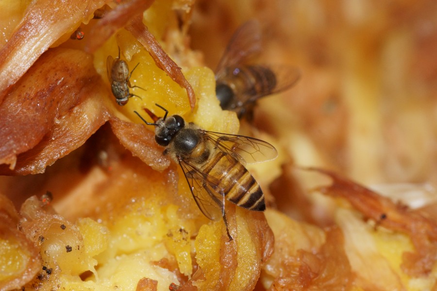 Insect 08409