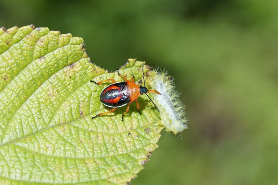 Insect 2206