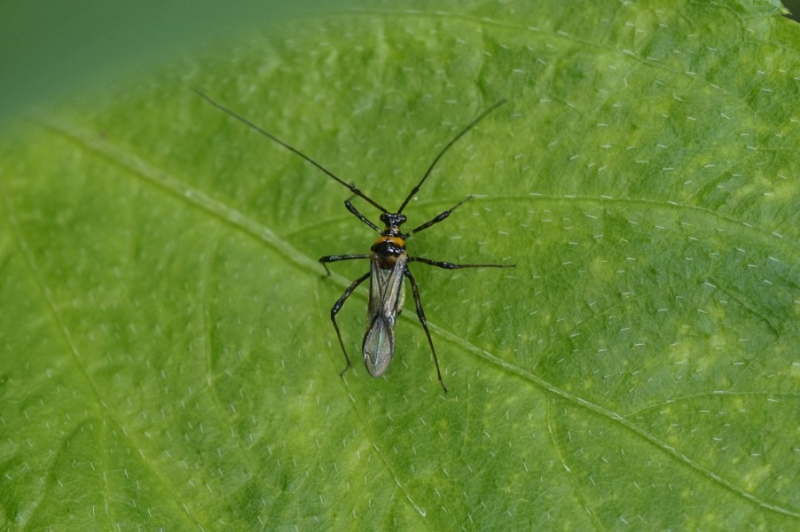 Insect 7025