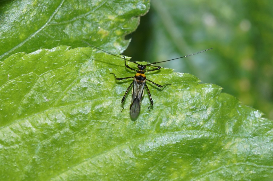 Insect 7105