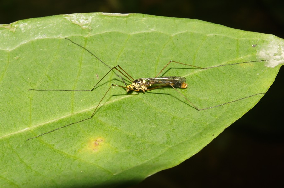 Insect 7779