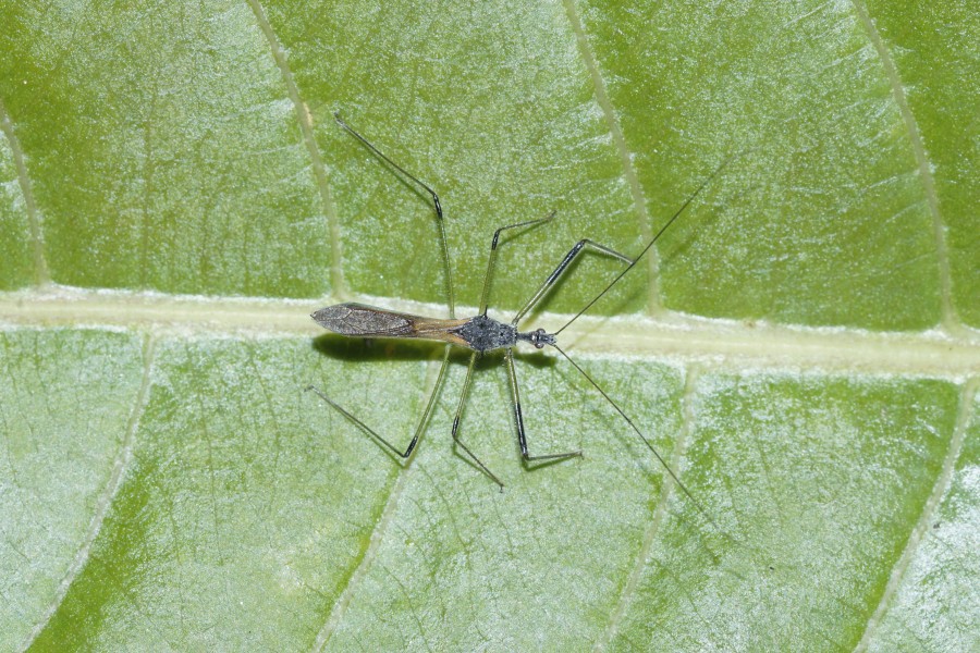 Insect 8327