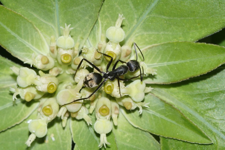 Insect 8399