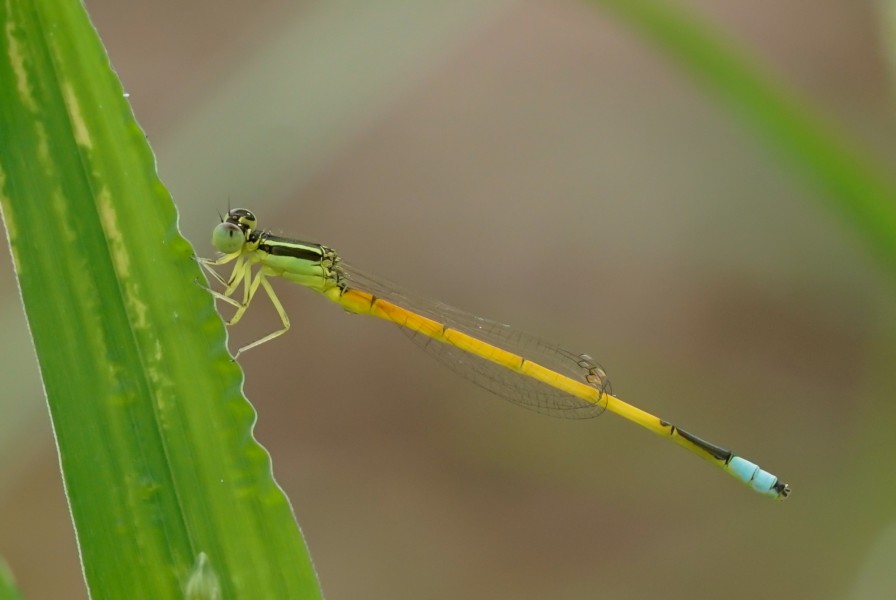 Insect 8781
