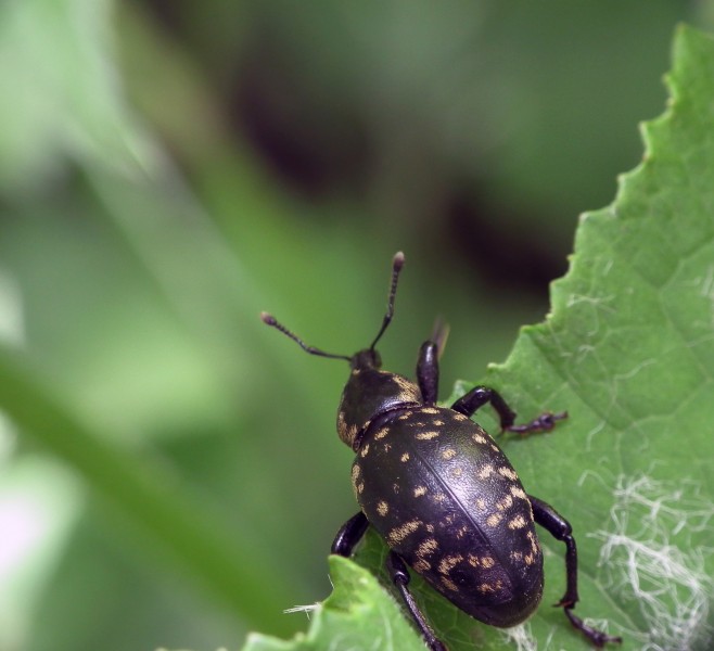 Insect, 06