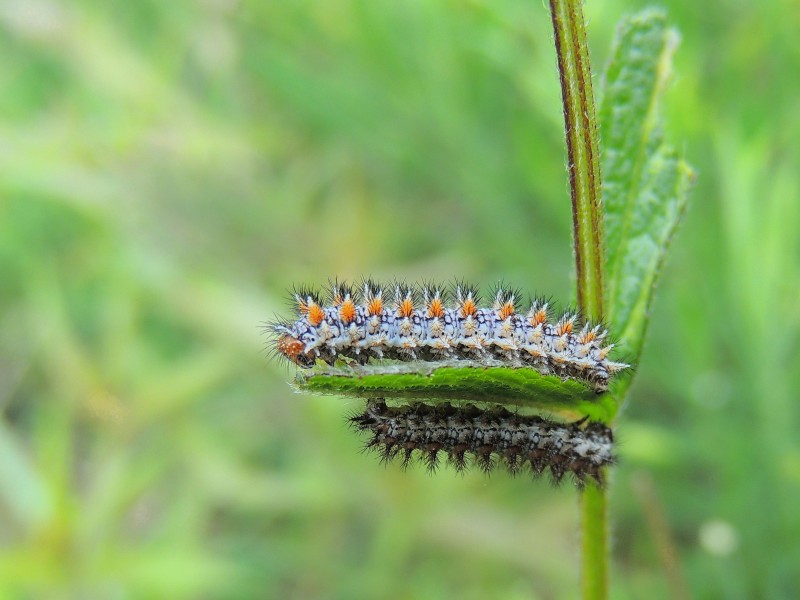 Insect (35224103326)