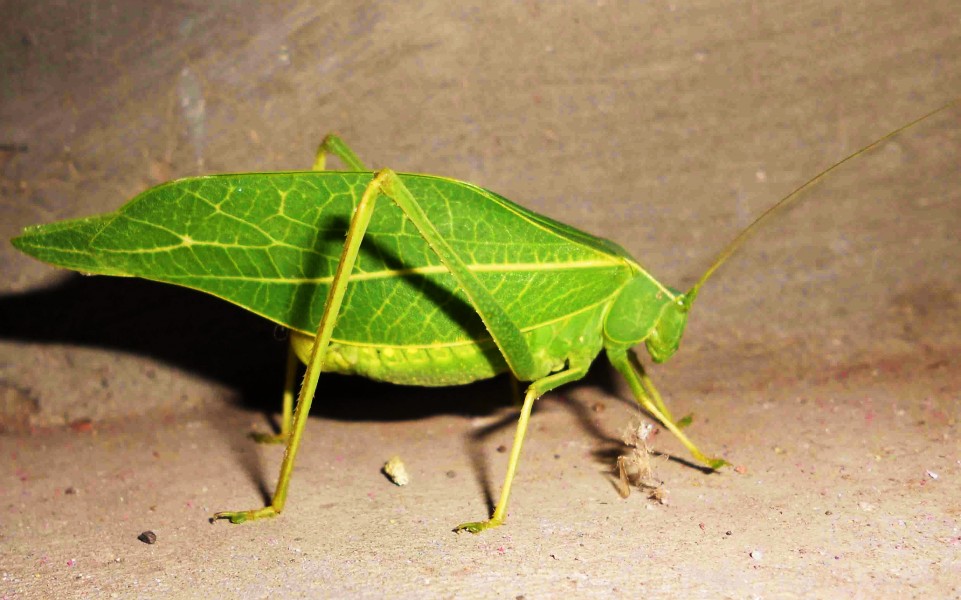Insect by Hrushikesh Kulkarni