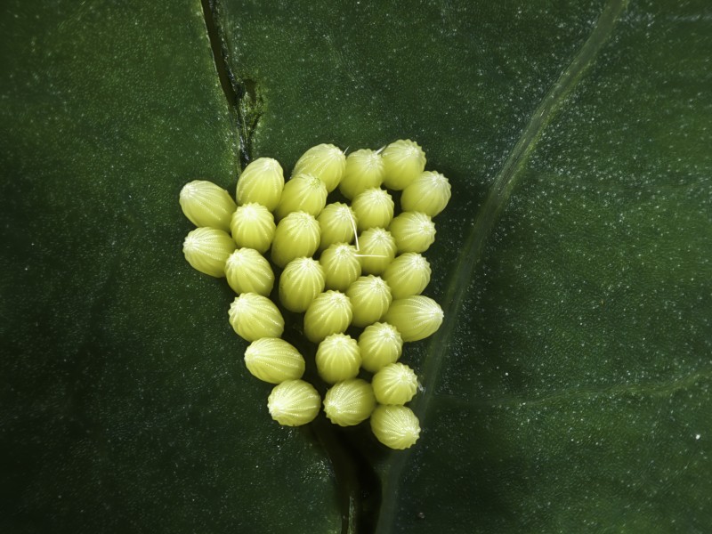 Insect Eggs on Tropaeolum leaf (9276674960)