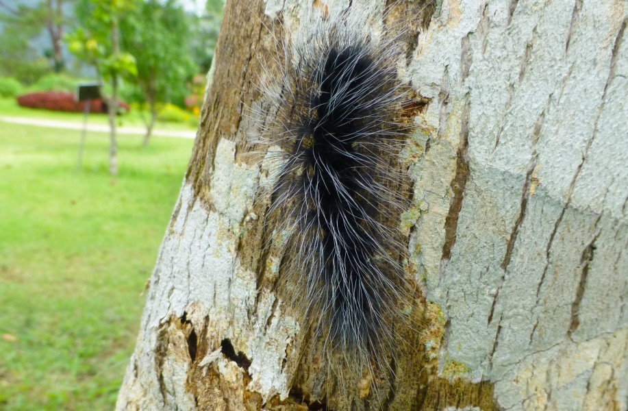 Insects at Queen Sirikit Botanic Garden - Chiang Mai 2013 2502