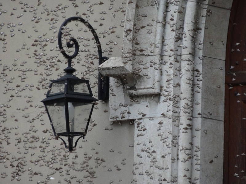 Invasion pyrale 2016 04