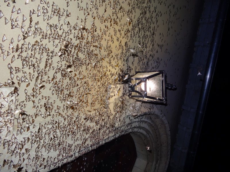 Invasion pyrale 2016 06