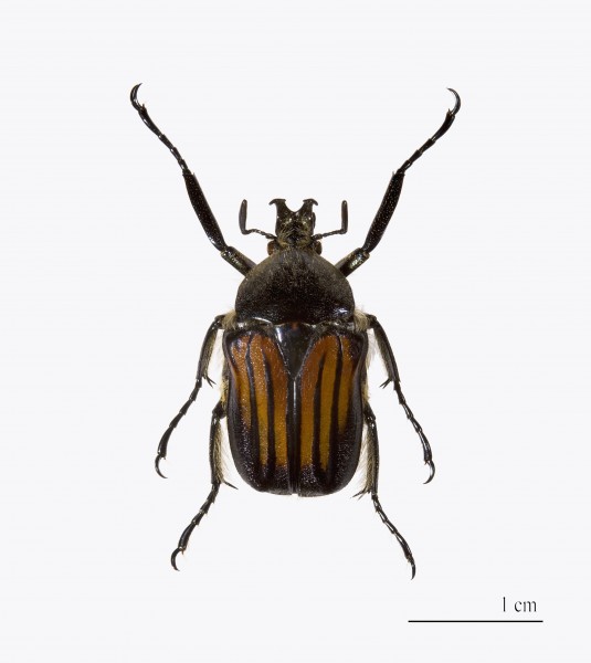 Ischnocelis hoepfneri MHNT.ZOO.2004.0.320