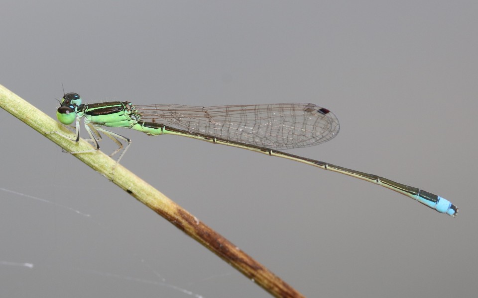 Ischnura asiatica (male s4)