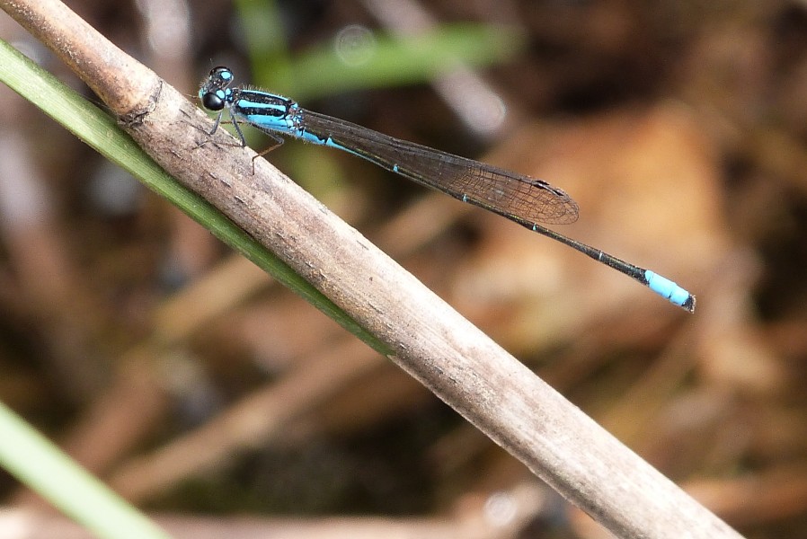 Ischnura elegans1