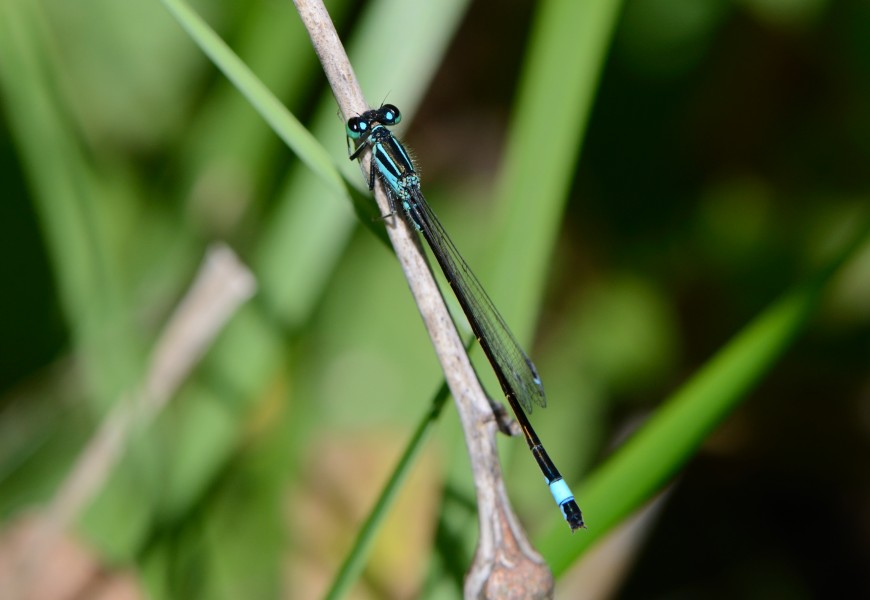 Ischnura elegans4