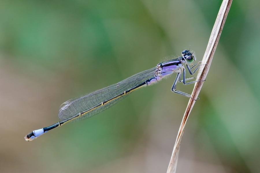 Ischnura elegans 10(loz)