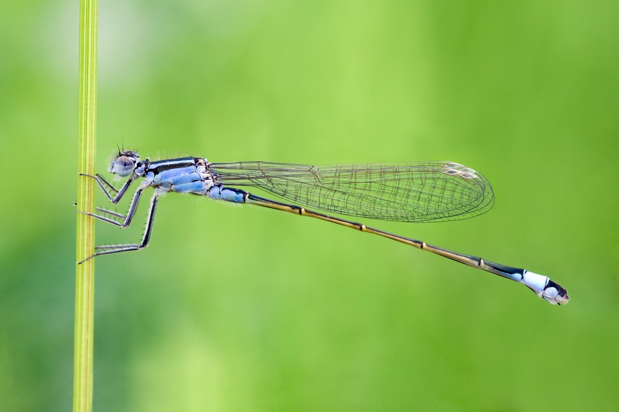 Ischnura elegans 17(loz)