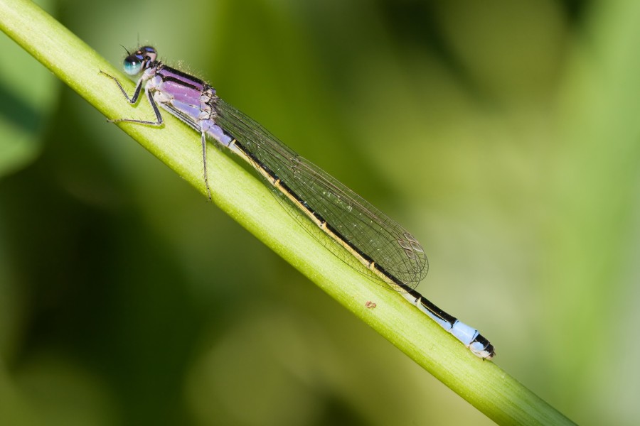 Ischnura elegans 3(loz)