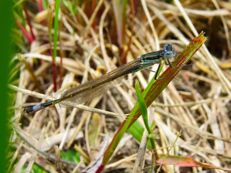 Ischnura elegans Desna1