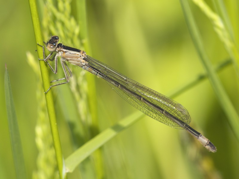 Ischnura elegans LC0335