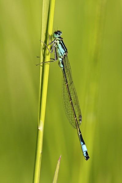 Ischnura elegans LC0357