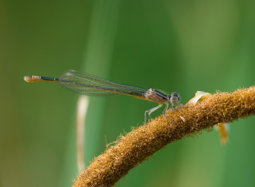 Ischnura elegans-pjt3