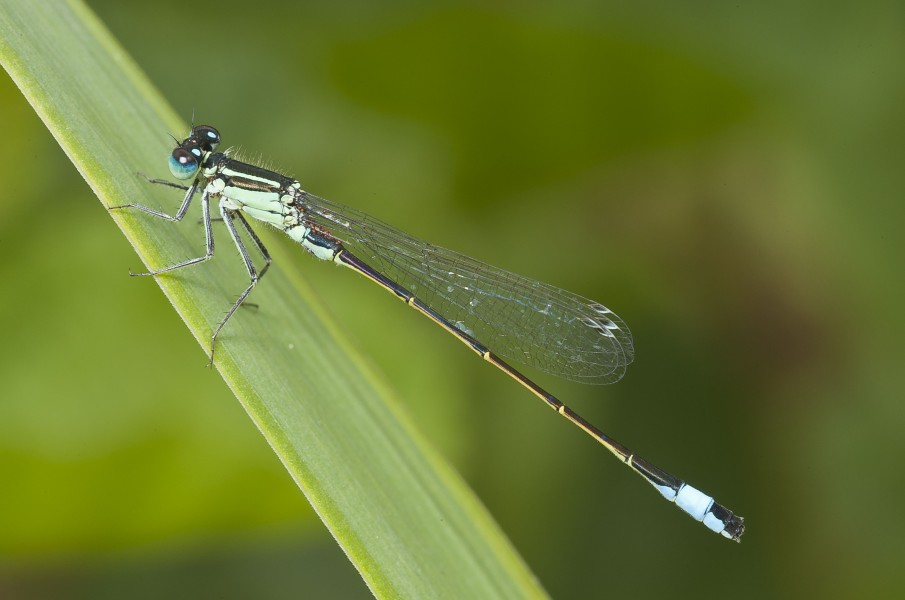 Ischnura elegans-pjt4