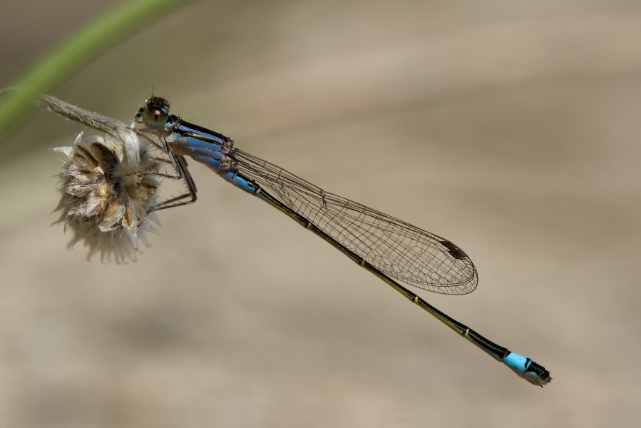 Ischnura genei 5(loz)