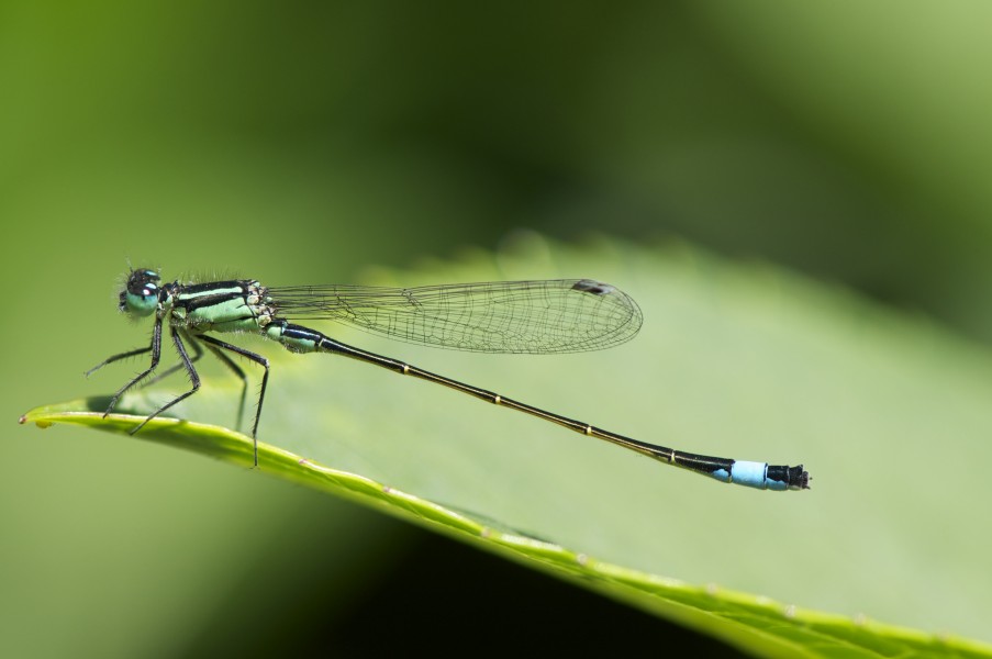 Ischnura heterosticta (9245138633)