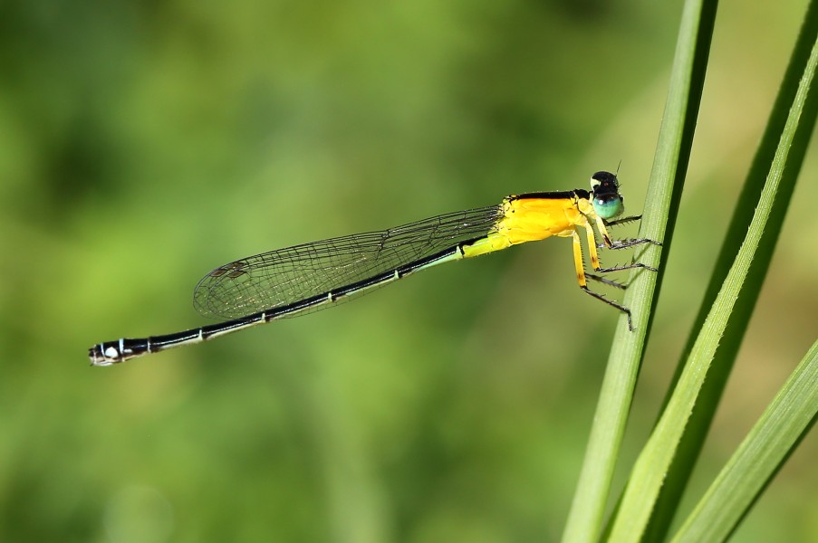 Ischnura pruinescens 4943