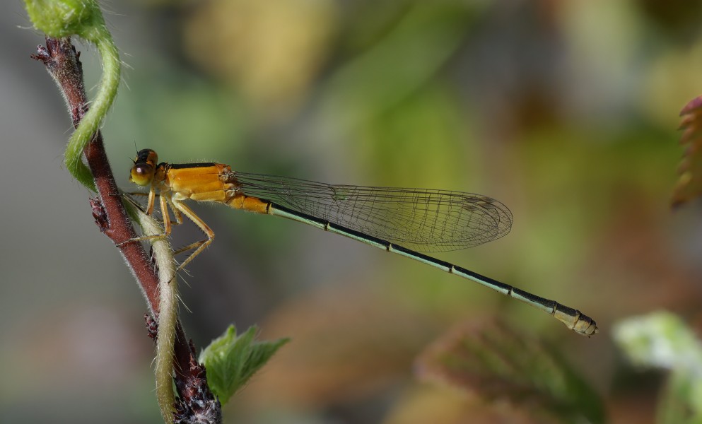 Ischnura senegalensis August 2008