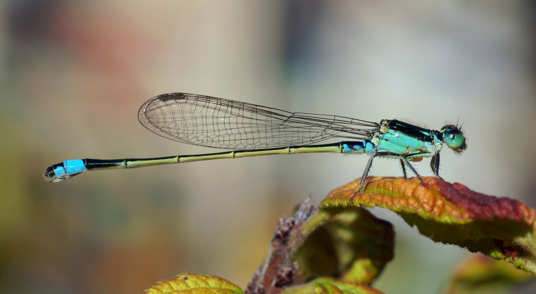 Ischnura senegalensis October 2007