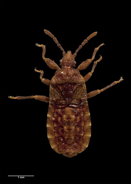 Isodermus maculosus AMNZ21730