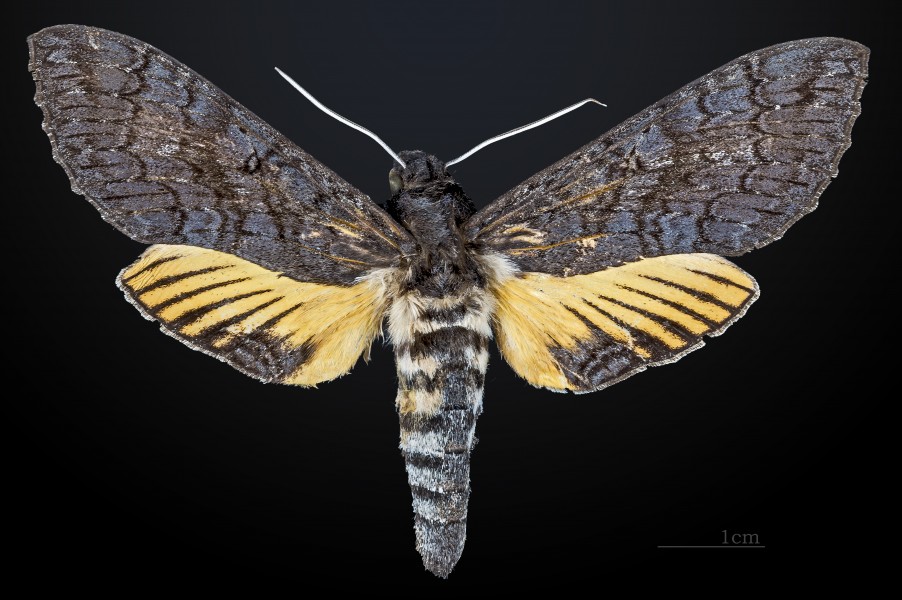 Isognathus caricae MHNT CUT 2010 0 30 (Luziânia-Vianópolis) Goiás female dorsal